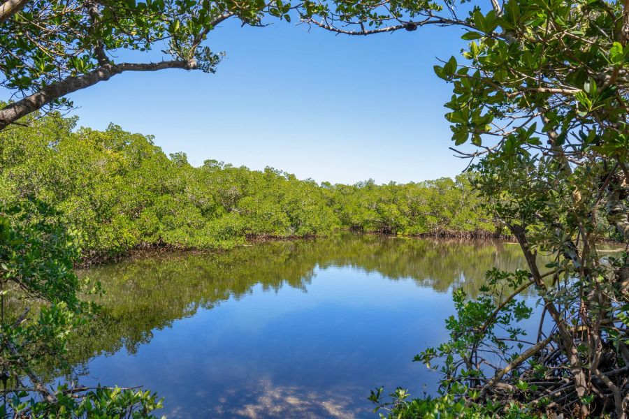 Shadetree Apartments with Calm water surrounded by lush green mangroves under a clear blue sky, framed by leafy branches.