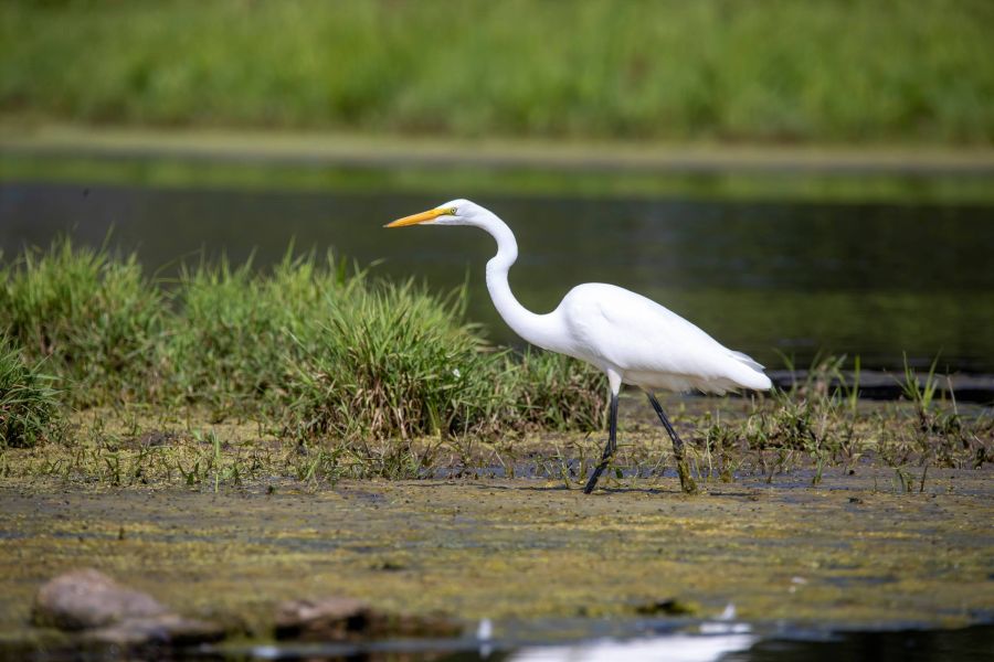 Shadetree Apartments with A white egret walks on grassy wetlands beside a body of water with green vegetation in the background.