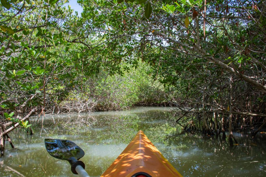 Shadetree Apartments with a point of view showing kayaking through mangroves at Thousand Islands Conservation Area in the Indian River Lagoon in Cocoa Beach, Brevard County, Florida.