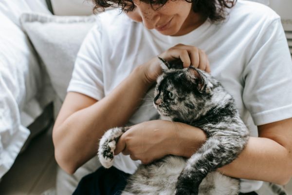 Shadetree Apartments with Person in a white shirt cuddling and petting a gray cat in their arms indoors.